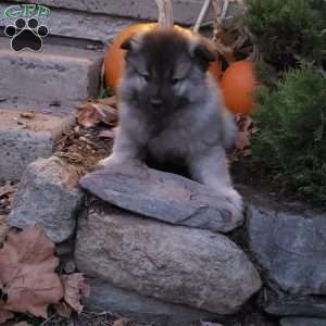 Timmy, Keeshond Puppy