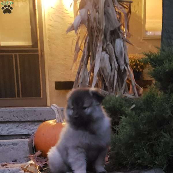 Timmy, Keeshond Puppy