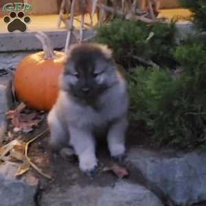 Timmy, Keeshond Puppy