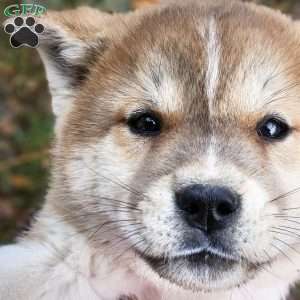 Mackenzie, Akita Puppy