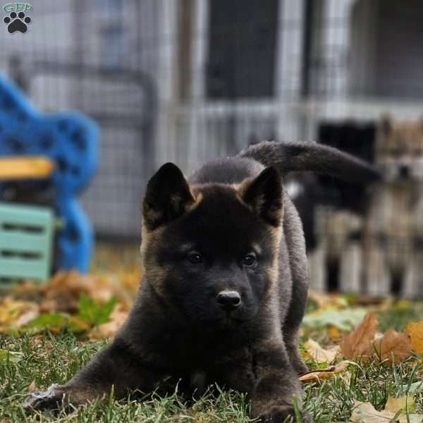 Kbar, Akita Puppy