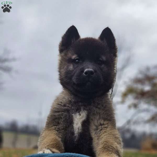 Karilisle, Akita Puppy