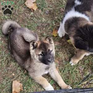 Kyle, Akita Puppy