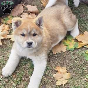 Mackenzie, Akita Puppy