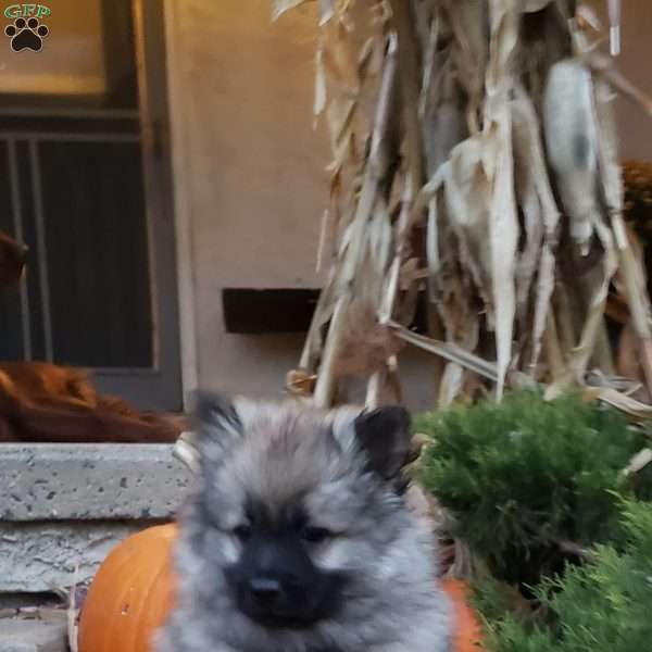 Tammy, Keeshond Puppy