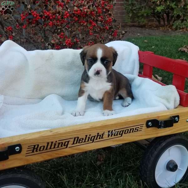 Gloria, Shih Tzu Mix Puppy