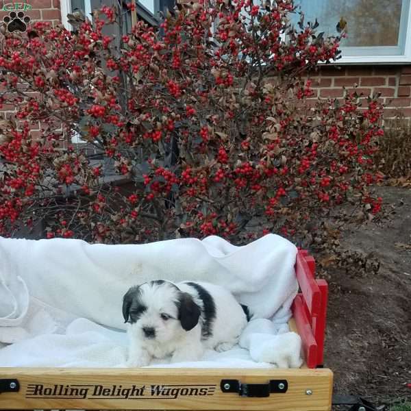 Buster, Shih Tzu Mix Puppy