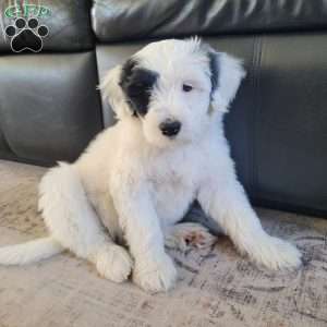 Blanche, Portuguese Water Dog Puppy