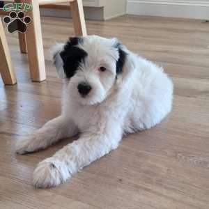 Blanche, Portuguese Water Dog Puppy