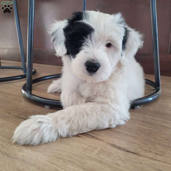 Blanche, Portuguese Water Dog Puppy