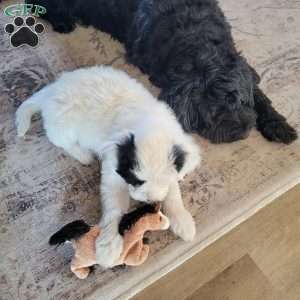 Blanche, Portuguese Water Dog Puppy