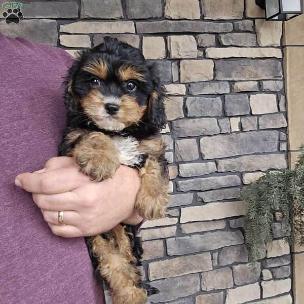 Wila, Cavapoo Puppy