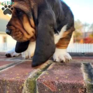 Hamilton, Basset Hound Puppy