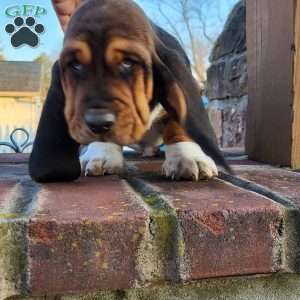 Hamilton, Basset Hound Puppy