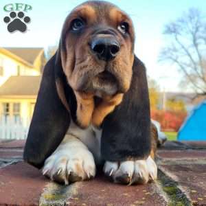 Hamilton, Basset Hound Puppy