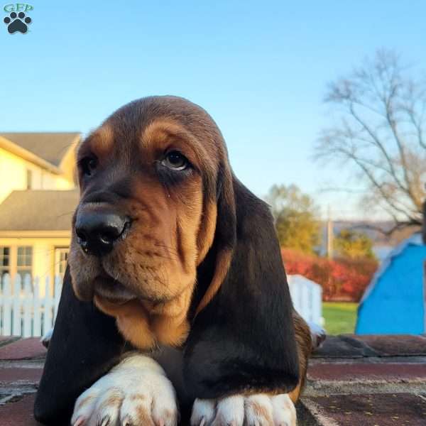 Hamilton, Basset Hound Puppy