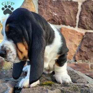 Remmington, Basset Hound Puppy