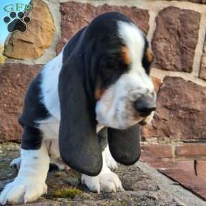 Remmington, Basset Hound Puppy