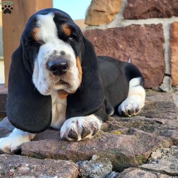 Remmington, Basset Hound Puppy