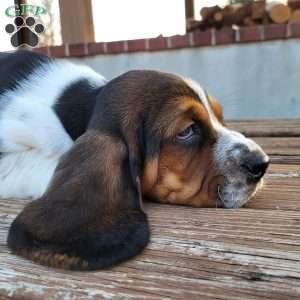 Walter, Basset Hound Puppy