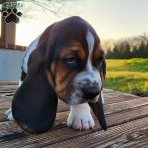 Walter, Basset Hound Puppy