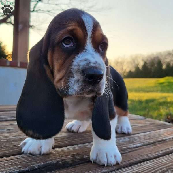 Walter, Basset Hound Puppy