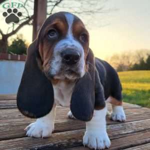 Walter, Basset Hound Puppy