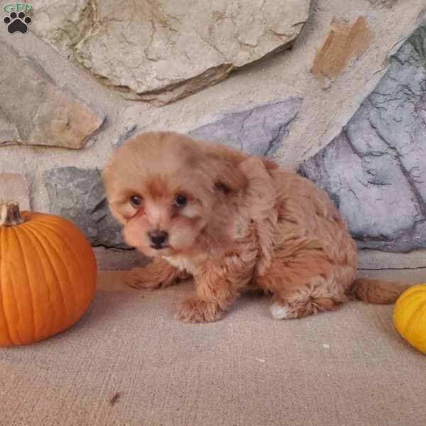 Pumpkin, Maltipoo Puppy