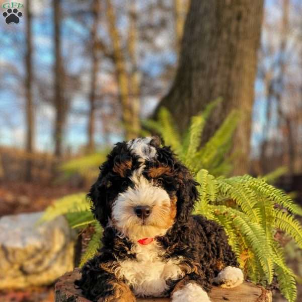 Holly, Mini Bernedoodle Puppy