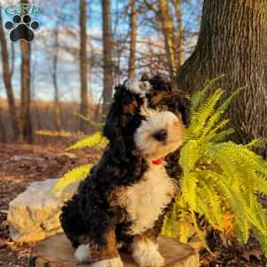 Holly, Mini Bernedoodle Puppy