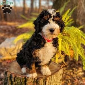 Holly, Mini Bernedoodle Puppy