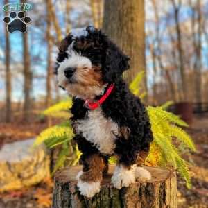 Holly, Mini Bernedoodle Puppy