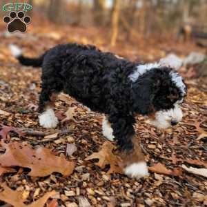 Holly, Mini Bernedoodle Puppy