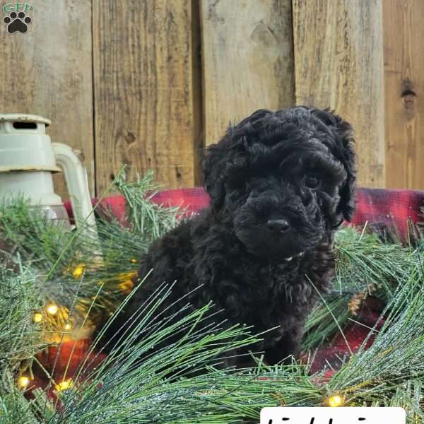 Lightning, Miniature Poodle Puppy