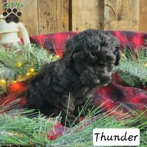 Thunder, Miniature Poodle Puppy