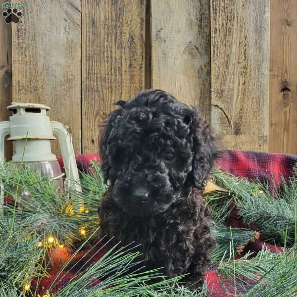 Storm, Miniature Poodle Puppy