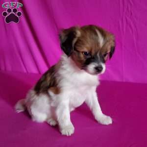 Beverly, Papillon Puppy