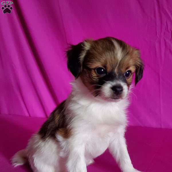 Beverly, Papillon Puppy