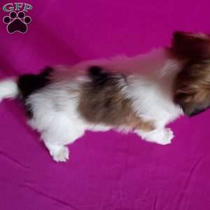 Beverly, Papillon Puppy