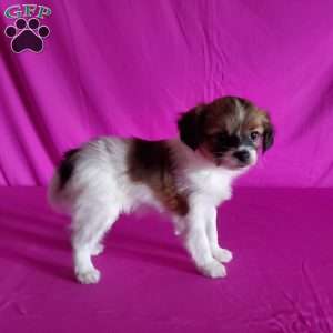 Beverly, Papillon Puppy