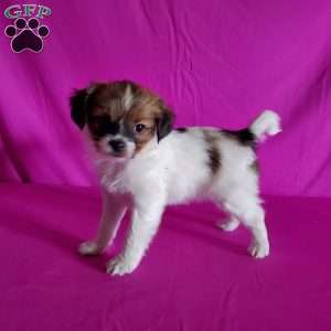 Beverly, Papillon Puppy