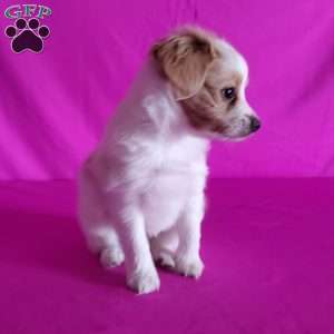 Blossom, Papillon Puppy