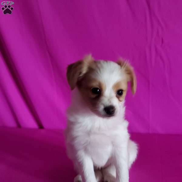 Blossom, Papillon Puppy