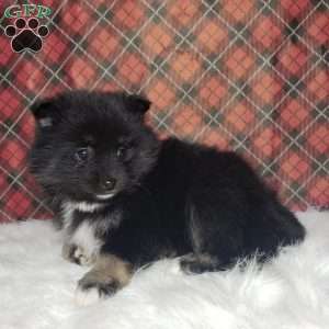 Holly, Pomsky Puppy