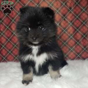 Holly, Pomsky Puppy