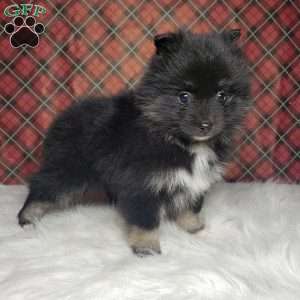 Holly, Pomsky Puppy