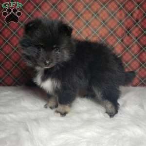 Holly, Pomsky Puppy