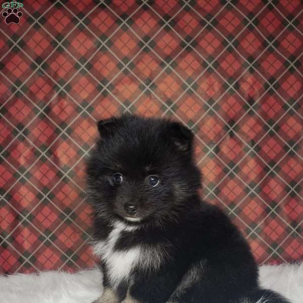 Holly, Pomsky Puppy