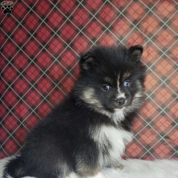 Noelle, Pomsky Puppy