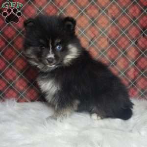 Noelle, Pomsky Puppy